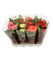 Anthurium 4 color mix in Couture Diamond sleeve