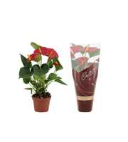 Anthurium Diamond Red in Couture Diamond sleeve