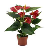 Anthurium Diamond Red in transparant sleeve