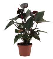 Anthurium 4 color mix in Couture sleeve