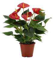 Anthurium Diamond Red in transparant sleeve