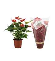 Anthurium Diamond Red in Couture Diamond sleeve