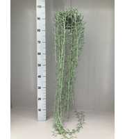 Senecio Radicans