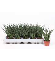 Sansevieria Fernwood Punk