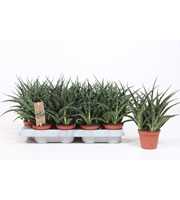 Sansevieria Fernwood Punk