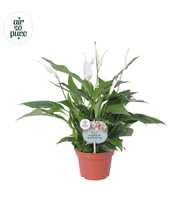 Air So Pure - Spathiphyllum Pearl Cupido 15cm