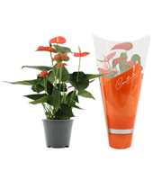 Anthurium Prince of Orange in Couture sleeve