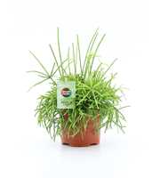 Rhipsalis baccifera 'Oasis' 12cm