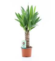 Yucca 25cm Hout 3+ kop