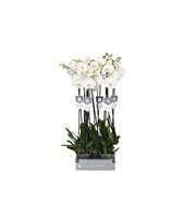 Phalaenopsis White World, 2-spike