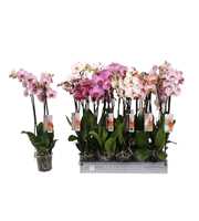 Phalaenopsis Specialty mix, 3-spike 22+