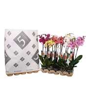 Phalaenopsis 2-spike 18+ mix in pulp tray