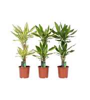 Dracaena 3 color mix, 17 cm pot