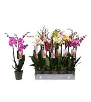 Phalaenopsis 5 color mix, 3-spike 18+