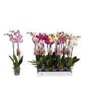 Phalaenopsis 6 color mix, 2-spike 14+