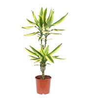 Dracaena Golden King, 17 cm pot