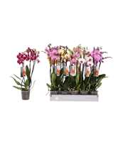 Phalaenopsis 6 color mix, 3-spike 18+