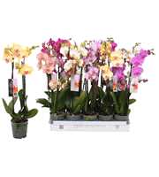 Phalaenopsis 6 color mix, 2,5-spike 18+