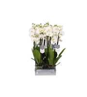 Phalaenopsis White World, 4-spike 25+