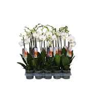 Phalaenopsis White, 2-spike 14+