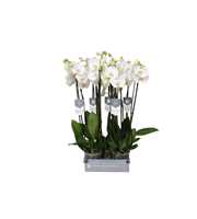 Phalaenopsis White World, 3-spike