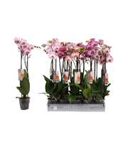 Phalaenopsis Specialty mix, 2-spike 18+