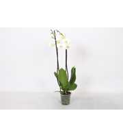 Phalaenopsis White World, 2-spike