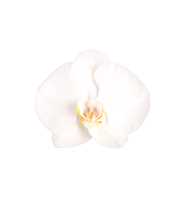 Phalaenopsis White World, 1-spike 9+