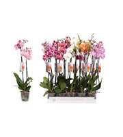 Phalaenopsis 6 color mix, 2-spike 14+