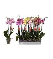 Phalaenopsis 7 color mix, 2-spike 18+