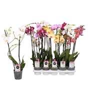 Phalaenopsis Star Mix, 2-spike 12+
