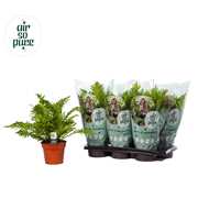 Blechnum Silver Lady - Air So Pure