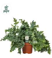 Phlebodium Davana - Air So Pure