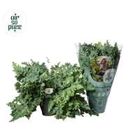 Phlebodium Davana hangpot - Air So Pure