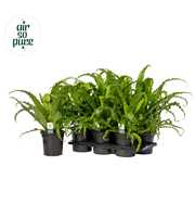 Asplenium Osaka - Air So Pure