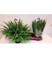 Nephrolepis Green Lady hangpot