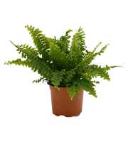 Nephrolepis Green Lady