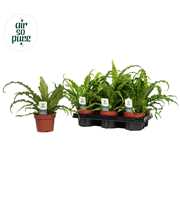 Asplenium Osaka - Air So Pure