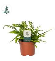 Nephrolepis Green Lady - Air So Pure