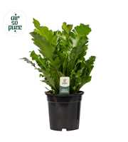 Asplenium Campio - Air So Pure