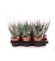 Aloe arborescens 10,5 cm