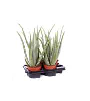 Aloe vera 15 cm