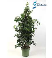 FICUS benjamina Danielle