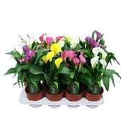 Zantedeschia gemengd Calla mix met etiket