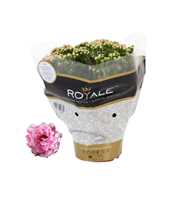 Kalanchoe Rosalina 15cm Royale Alano roze/wit