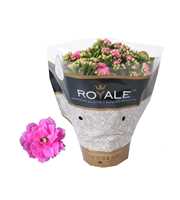 Kalanchoe Rosalina 15cm Royale Nando roze