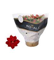 Kalanchoe Rosalina 15cm Royale Justino rood