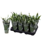 Spathiphyllum Cupido 7cm in Cupido hoes