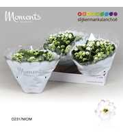 Kalanchoe Moments - White