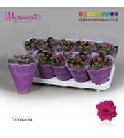 Kalanchoe Moments - Purple